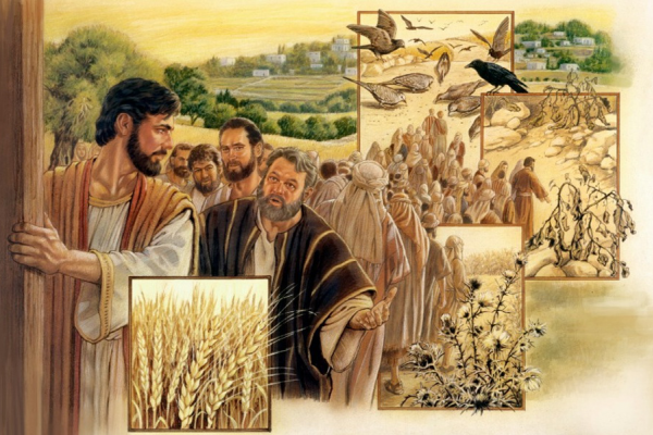 Kinh thánh bằng hình: Chúa nhật 15 Thường niên năm A